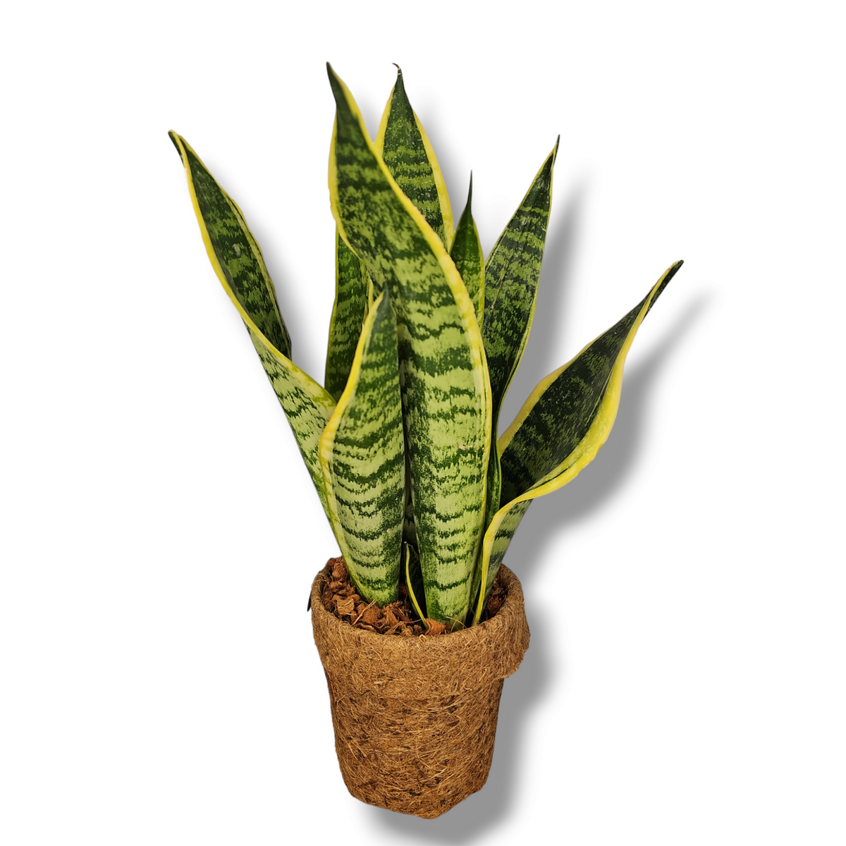 Sansevieria trifasciata, taščin jezik