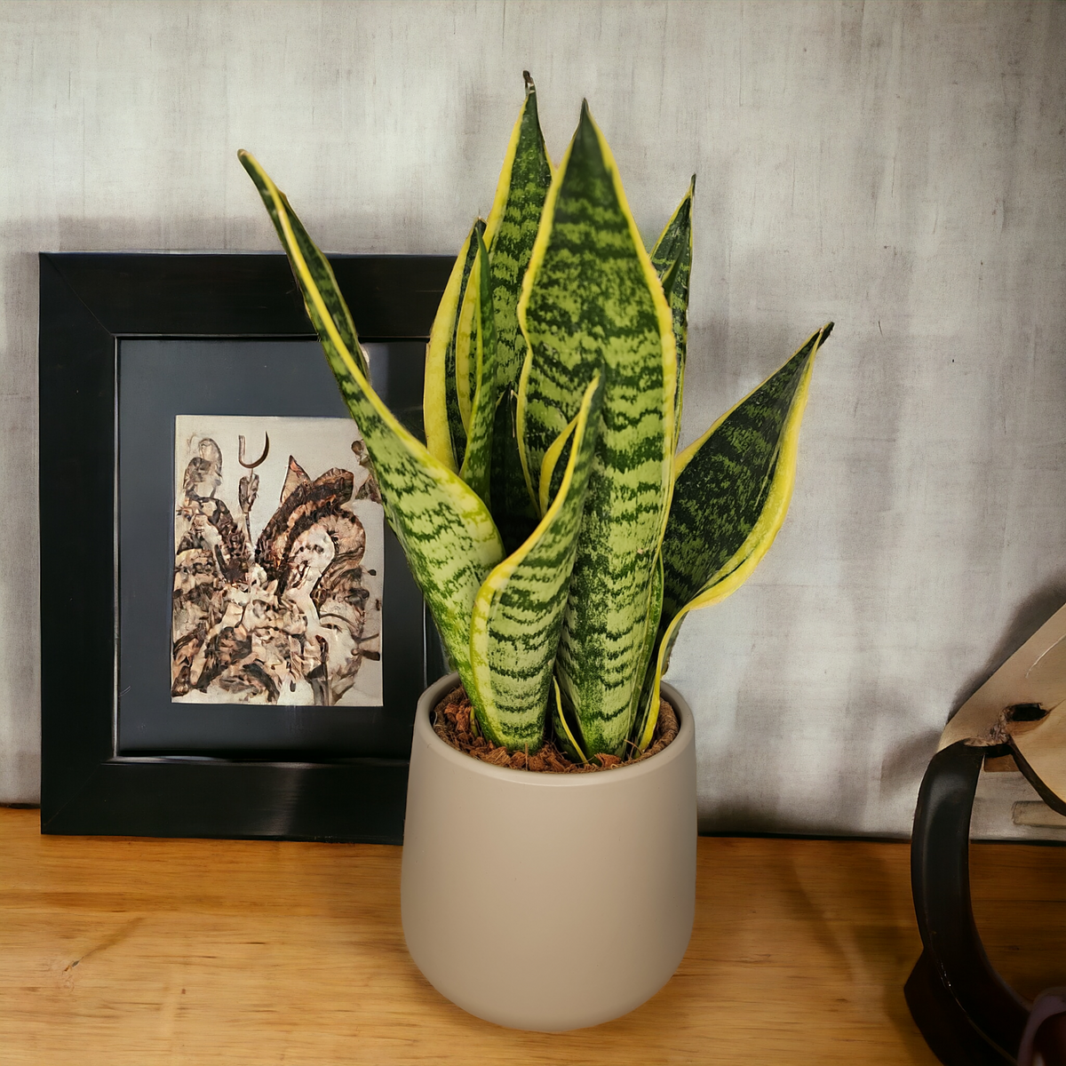 Sansevieria trifasciata, taščin jezik