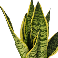 Sansevieria trifasciata, taščin jezik