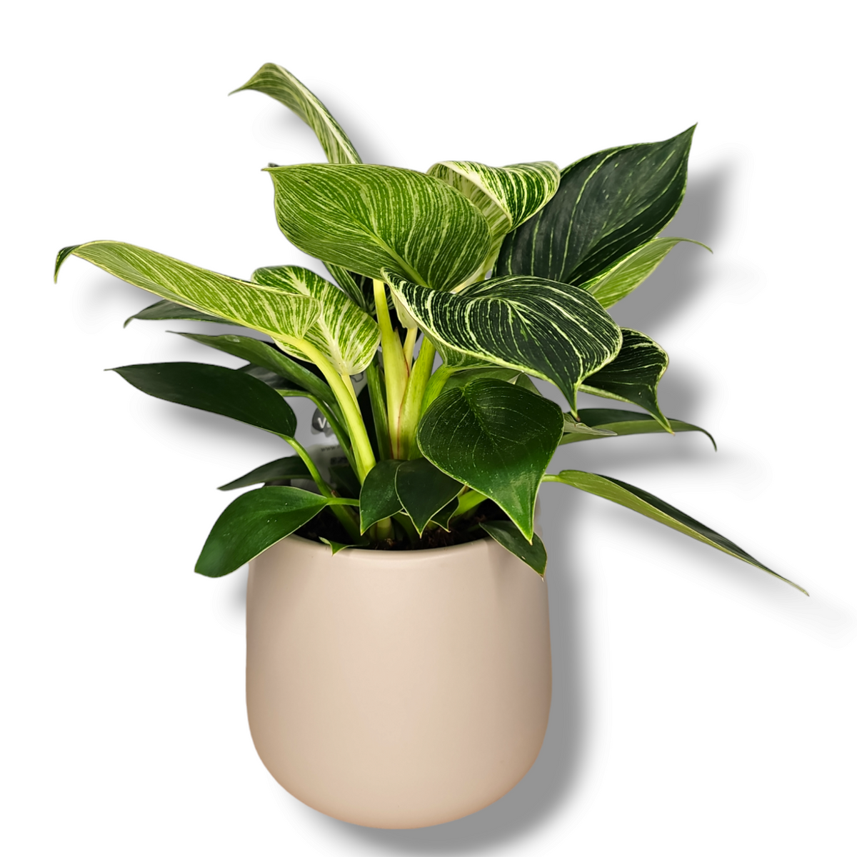 Philodendron White wave filodendron