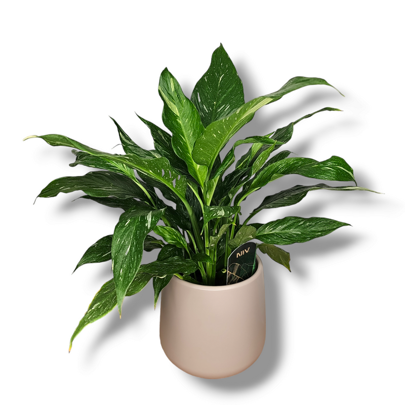 Spathiphyllum Diamond, spatifil