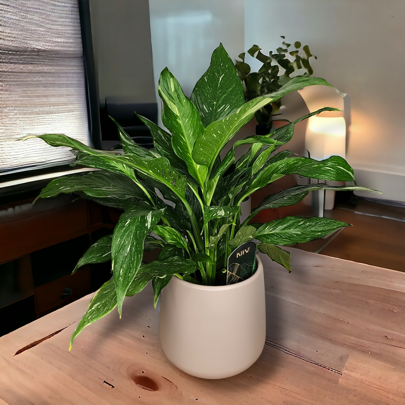 Spathiphyllum Diamond, spatifil