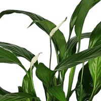 Spathiphyllum Bingo Cupido, spatifil