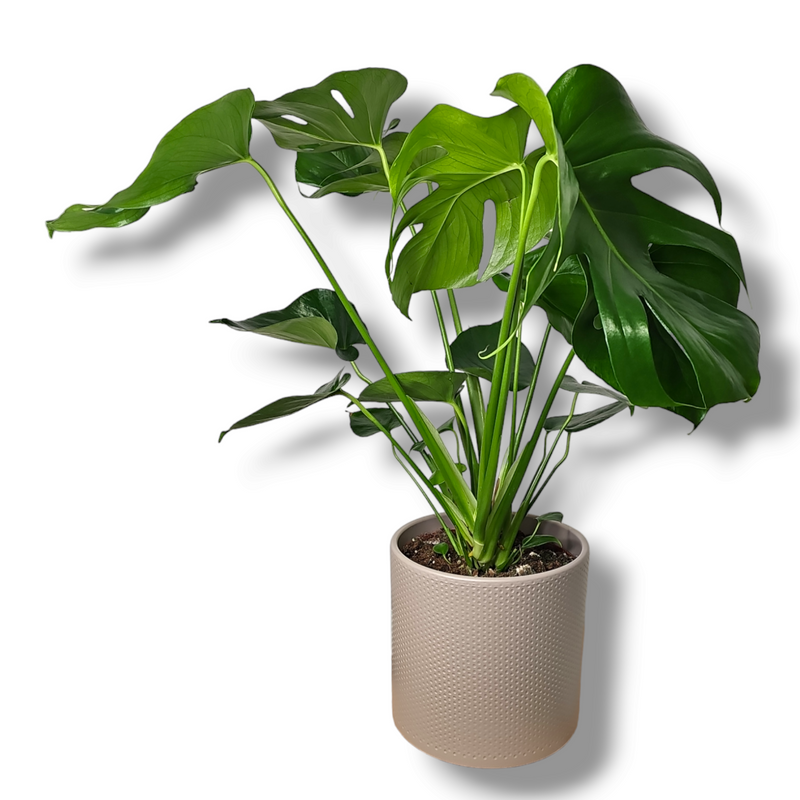 Monstera deliciosa