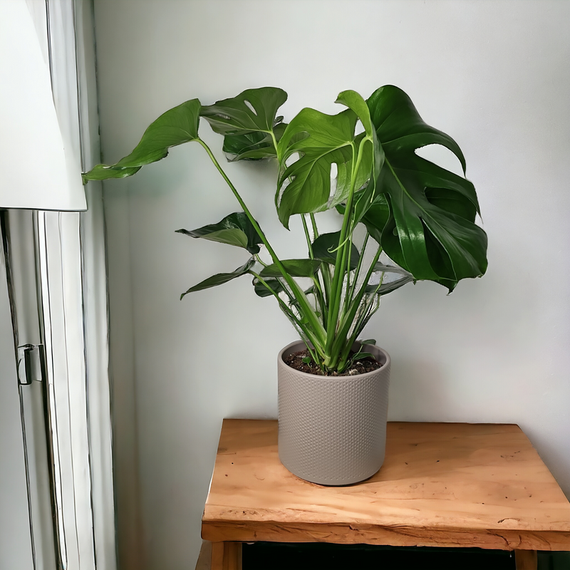 Monstera deliciosa