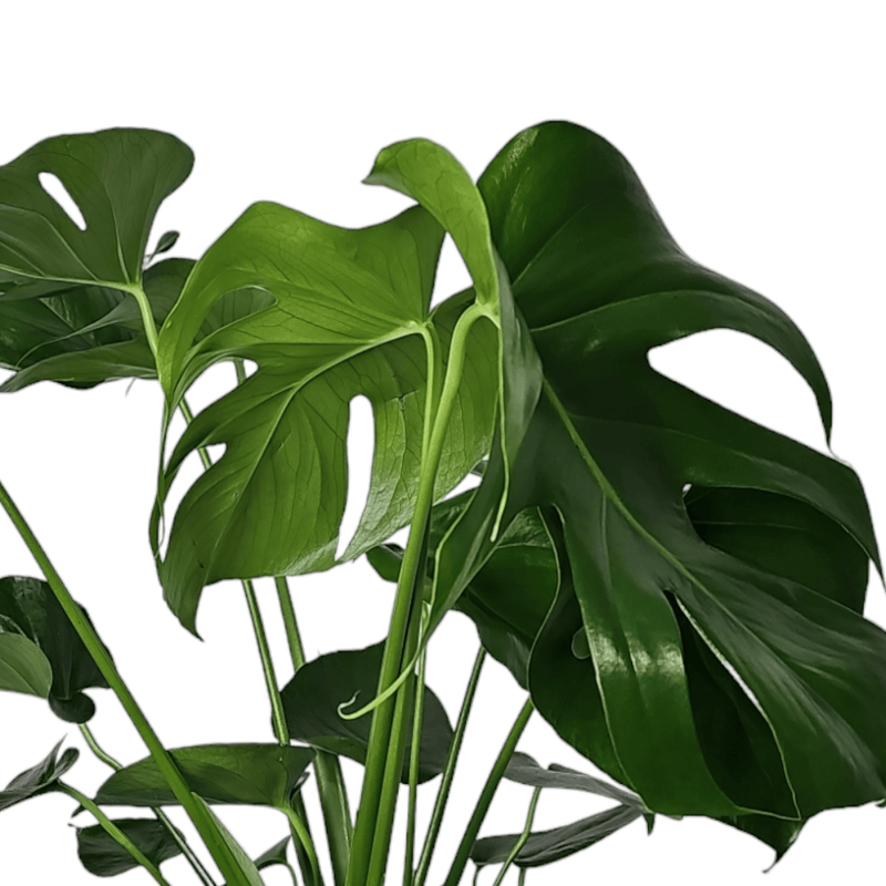 Monstera deliciosa