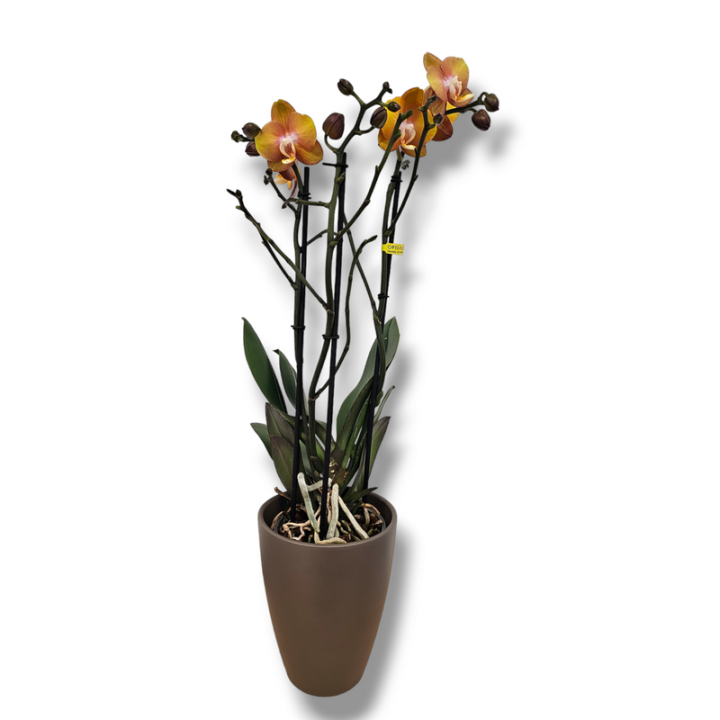 Phalaenopsis  orhideja