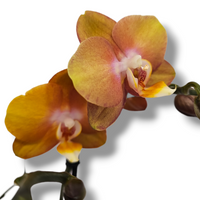 Phalaenopsis  orhideja