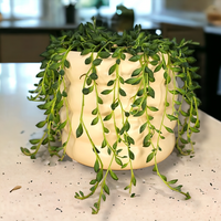 Senecio Herreianus, 'String of Beads'