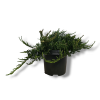 Juniperus Horizontalis 'Blue Chip'