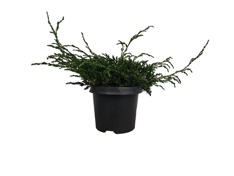 Juniperus squamata 'Blue Carpet'