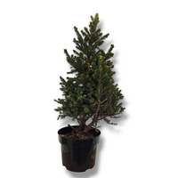 Picea abies 'Wills Zwerg'