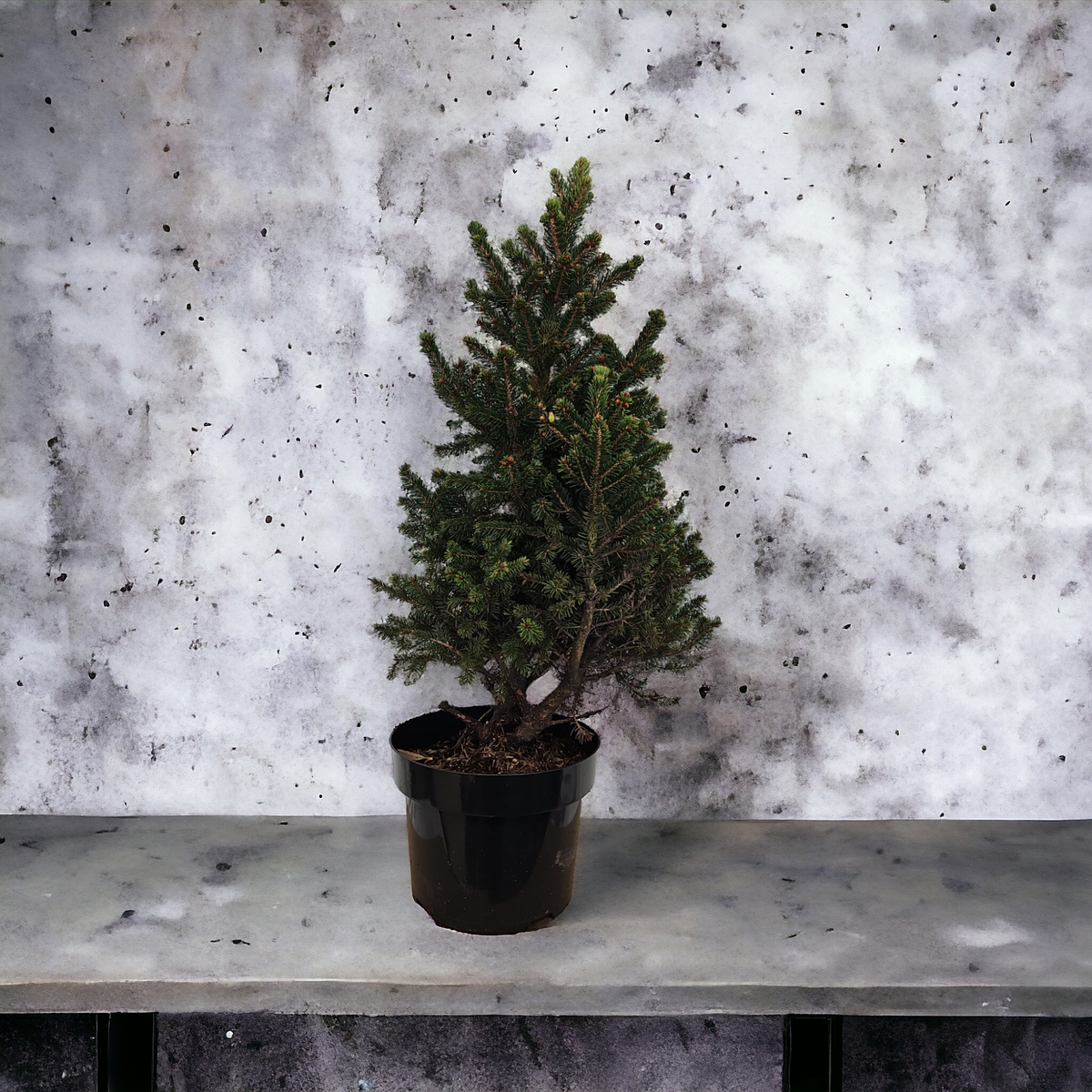 Picea abies 'Wills Zwerg'