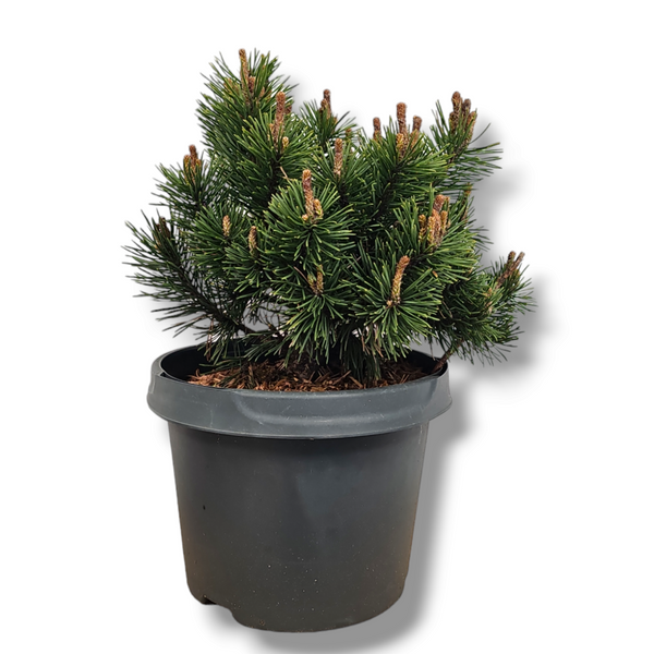  Pinus mugo 'Mops'