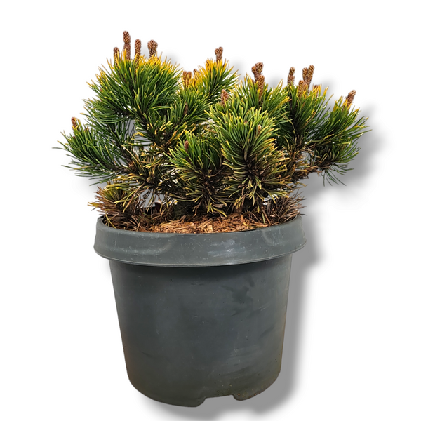 Pinus mugo 'Carsten Wintergold'