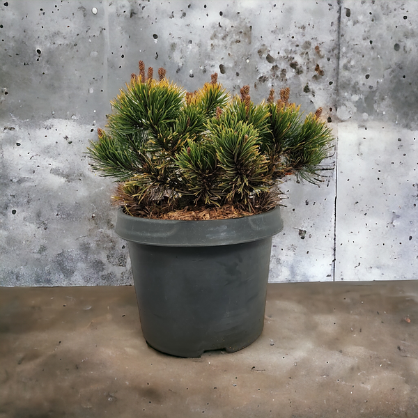 Pinus mugo 'Carsten Wintergold'