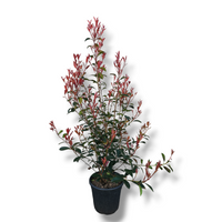  Photinia × fraseri 'Robusta Compacta'