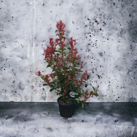  Photinia × fraseri 'Robusta Compacta'