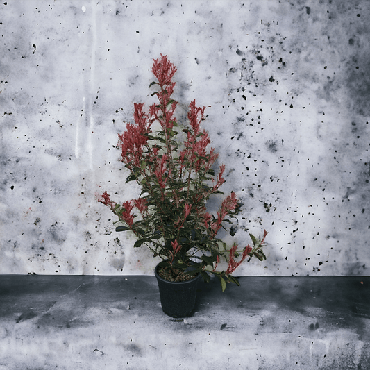  Photinia × fraseri 'Robusta Compacta'