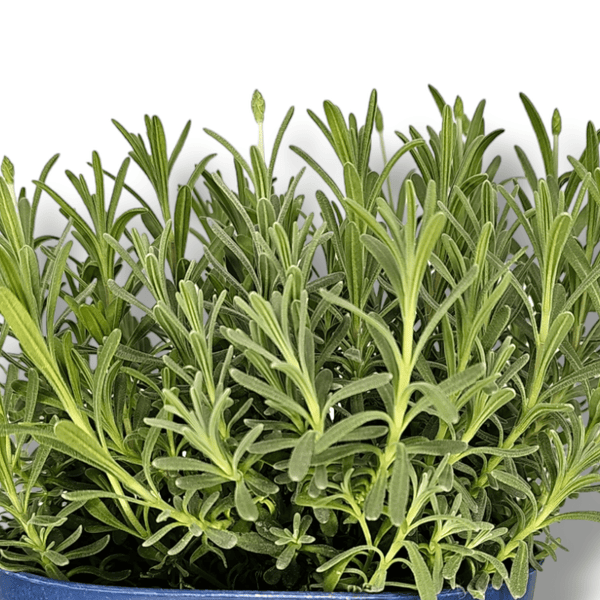 Lavandula hidcote Nizka sivka