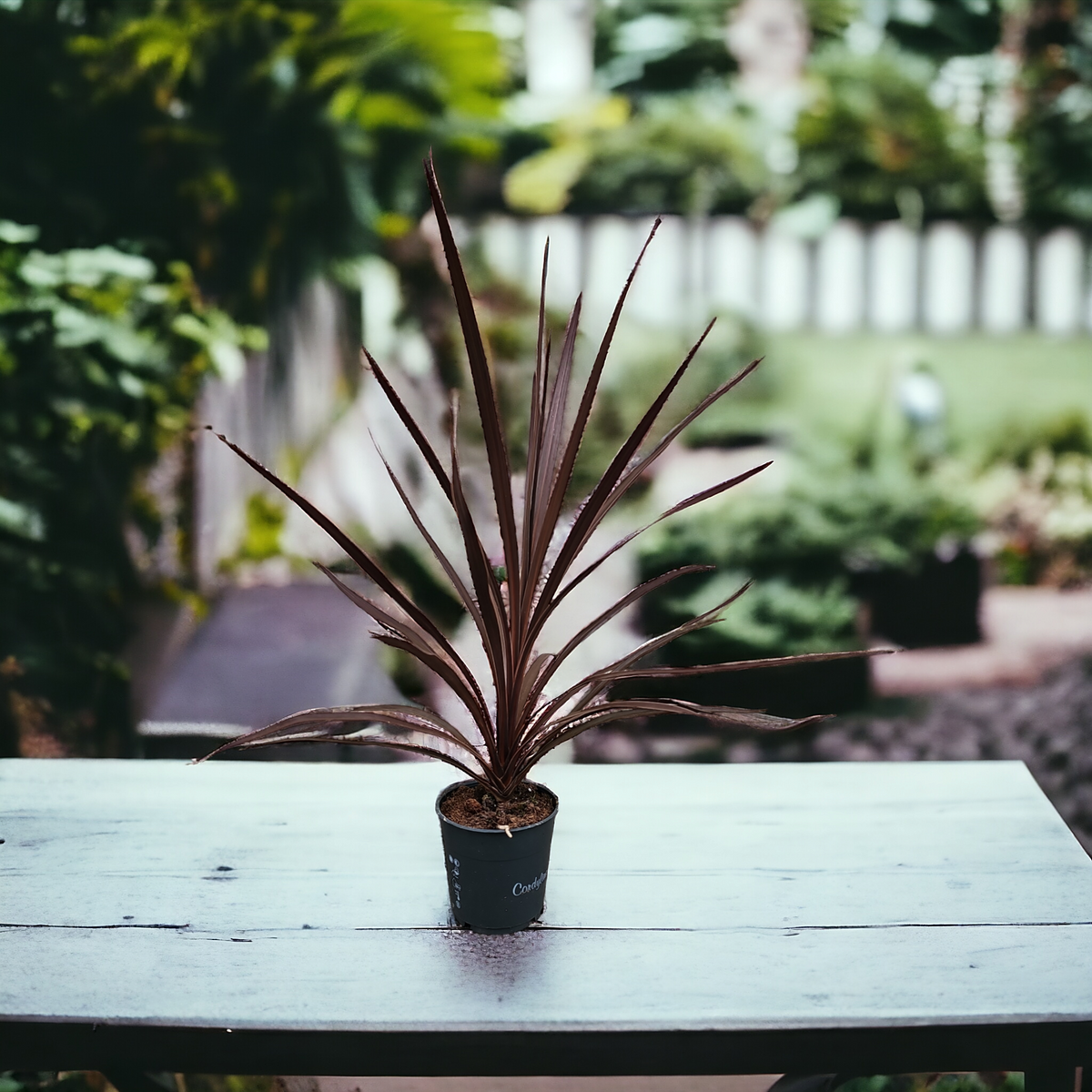 Cordyline australis, novozelandski čajevec kordelina