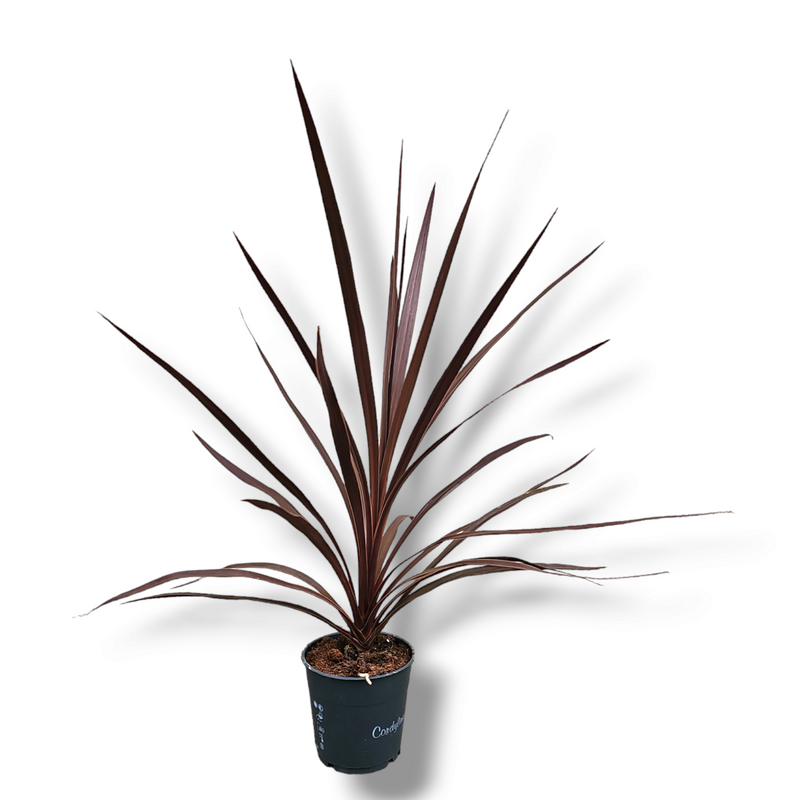 Cordyline australis, novozelandski čajevec kordelina