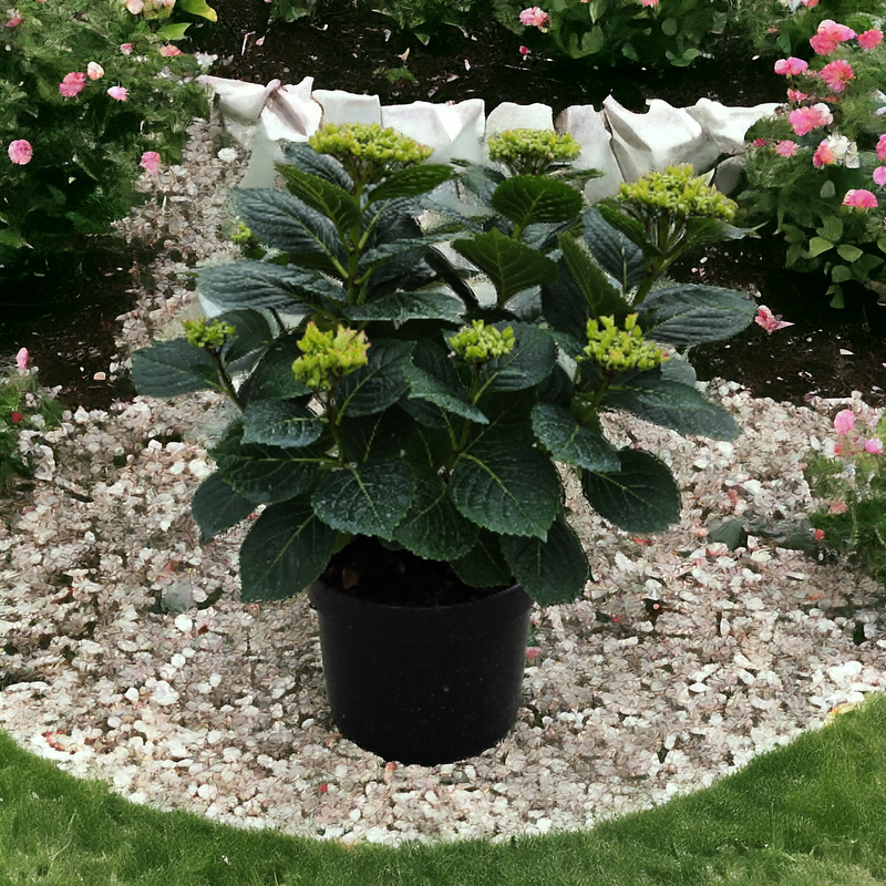 Hydrangea macrophylla, hortenzija