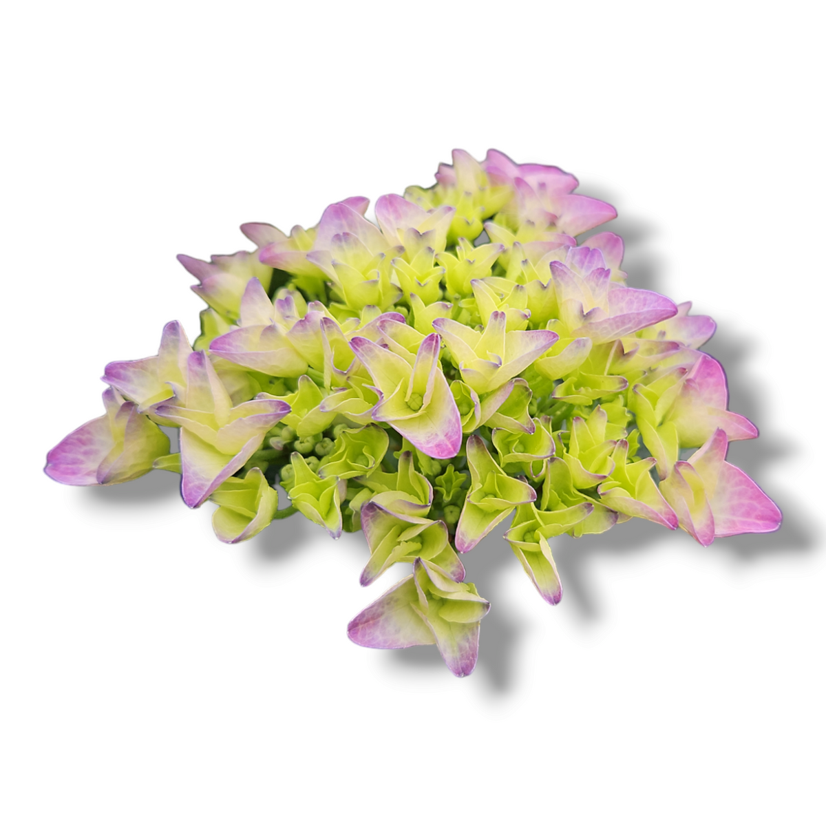 Hydrangea macrophylla, hortenzija viola