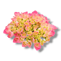 Hydrangea macrophylla, hortenzija roza