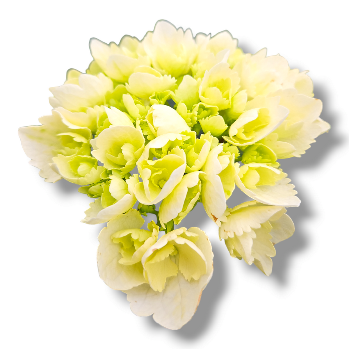 Hydrangea macrophylla, hortenzija bela