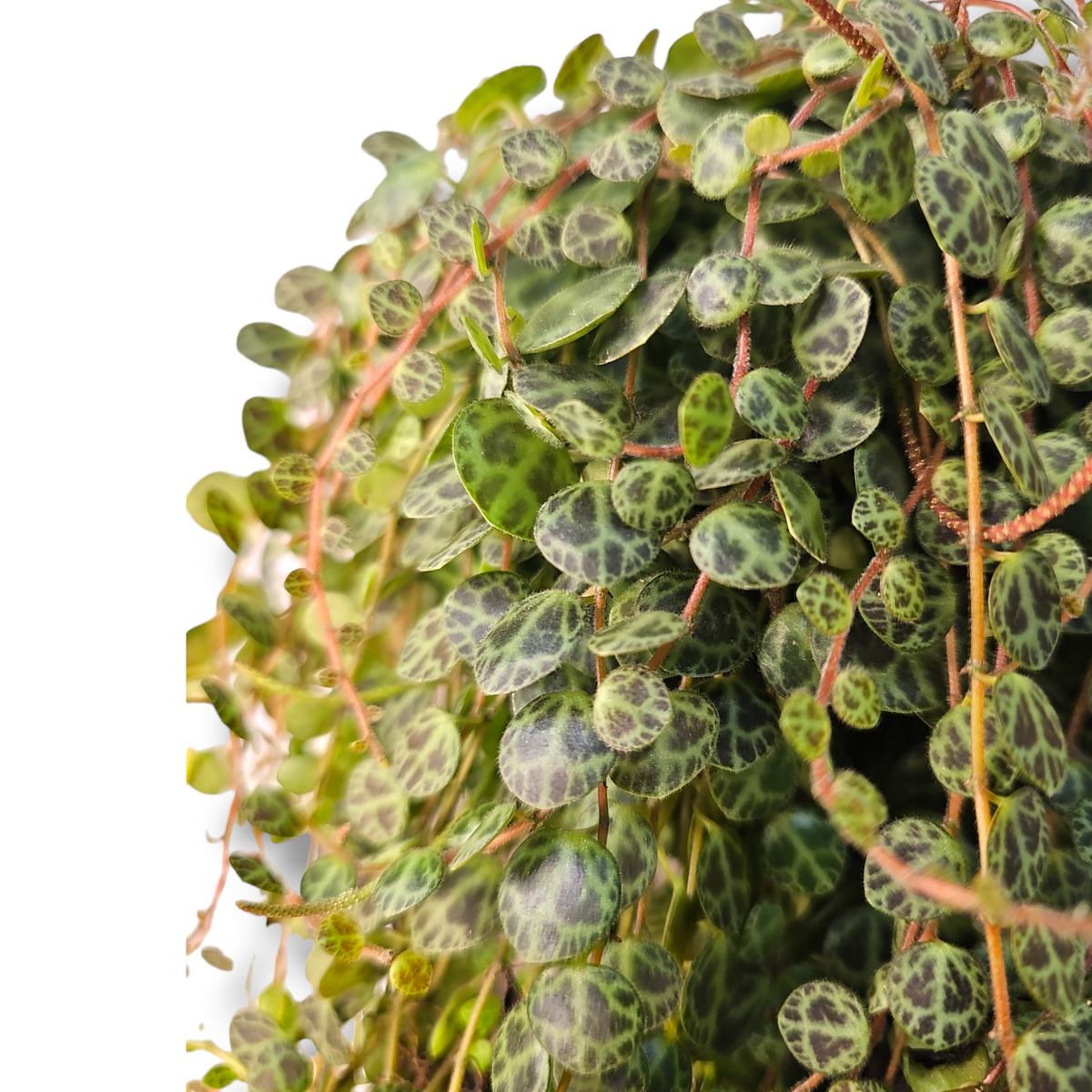 Peperomia prostrata or String of Turtle