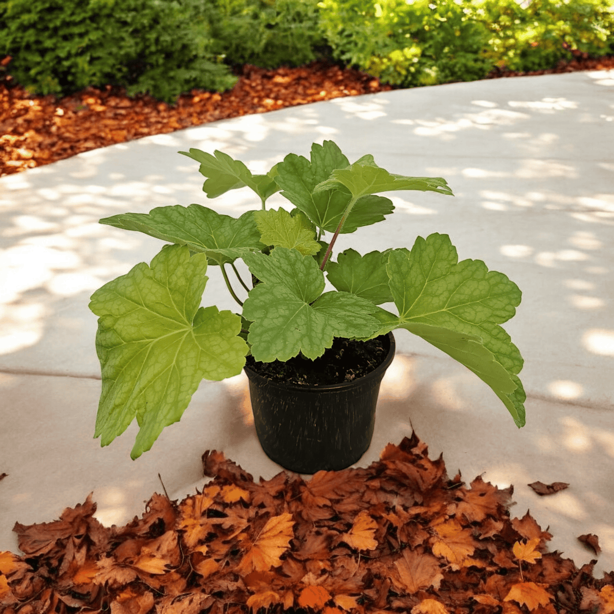 heuchera red lightning