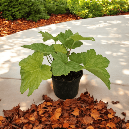 heuchera red lightning