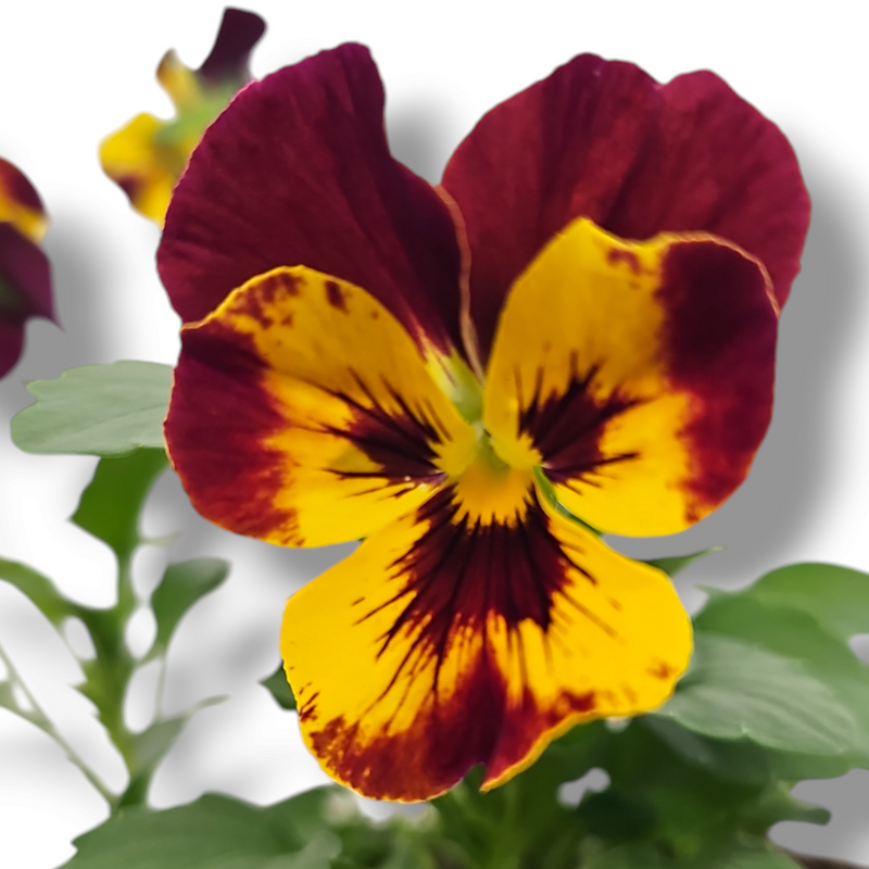 Viola wittrockiana viseča mačeha