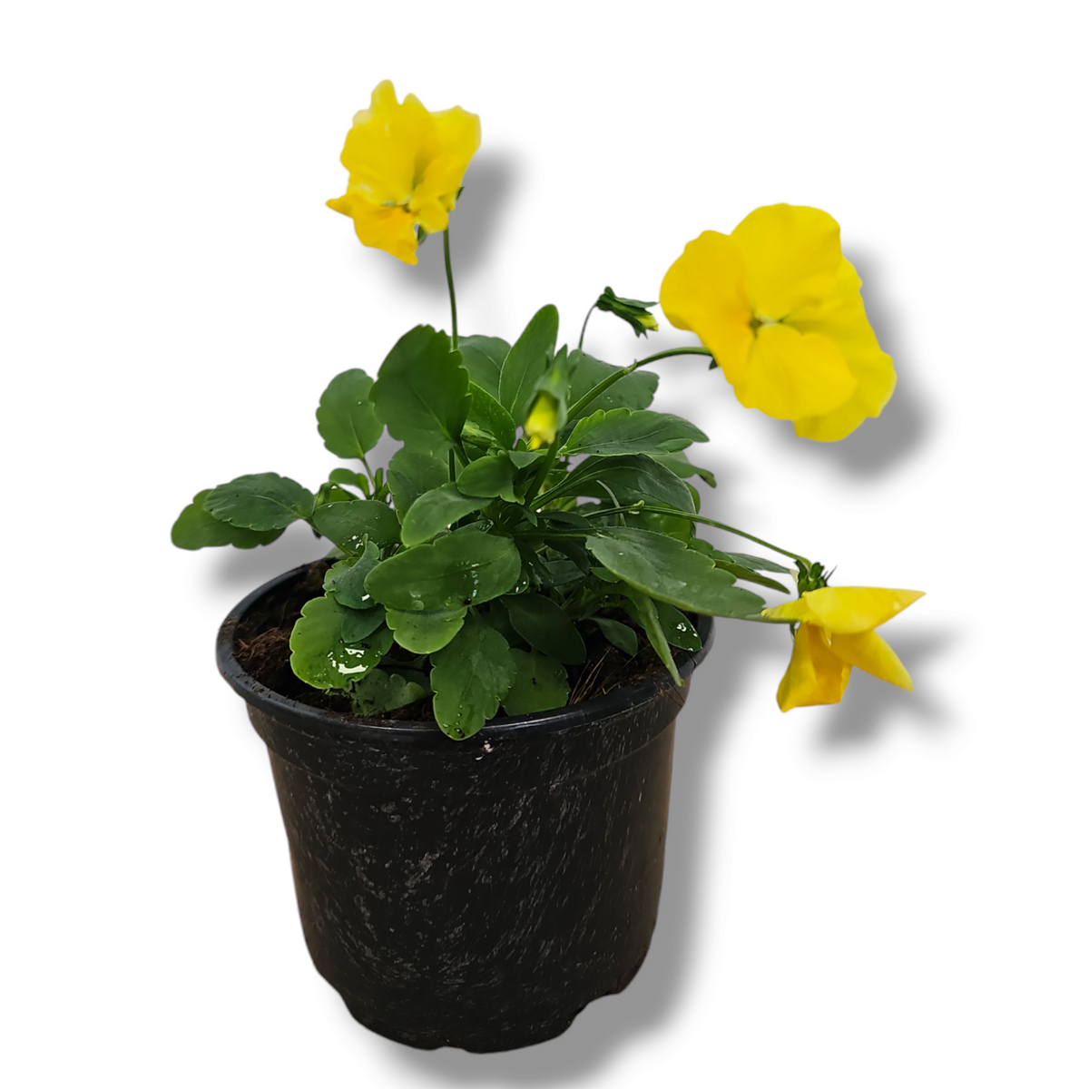 Viola wittrockiana viseča mačeha