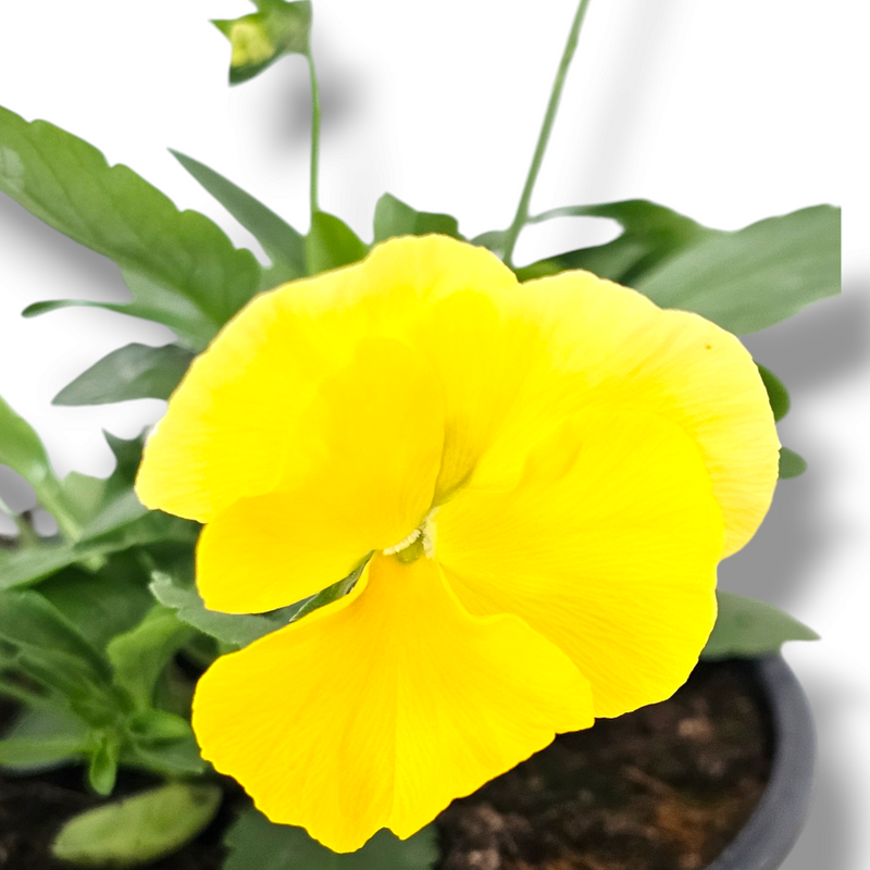 Viola wittrockiana viseča mačeha