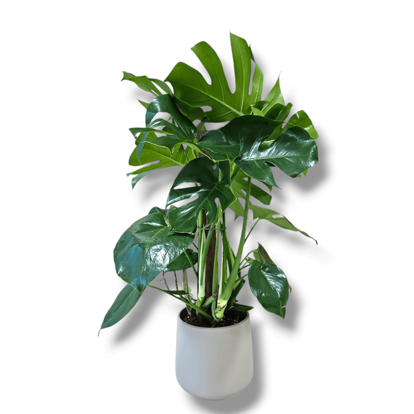 Monstera, Monstera deliciosa, ločnica, lončnice