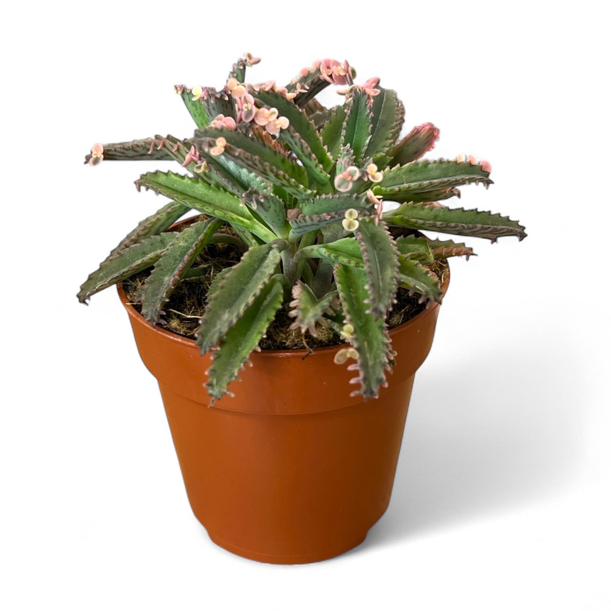 Kalanchoe, kalanhoja Pink butterfly