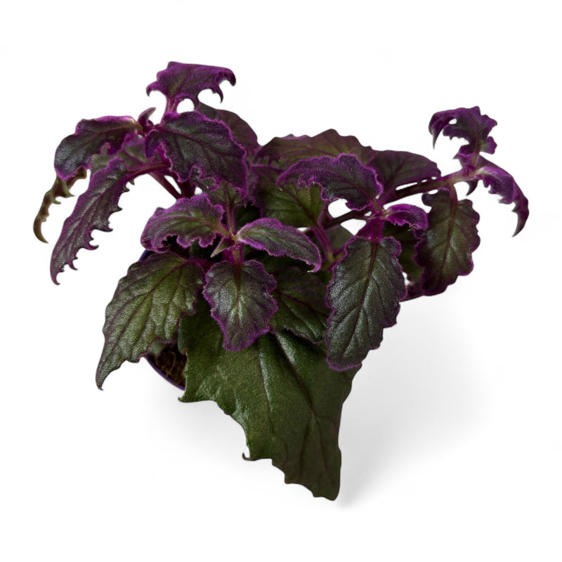 Gynura, Ginura Purple passion