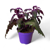 Gynura, Ginura Purple passion