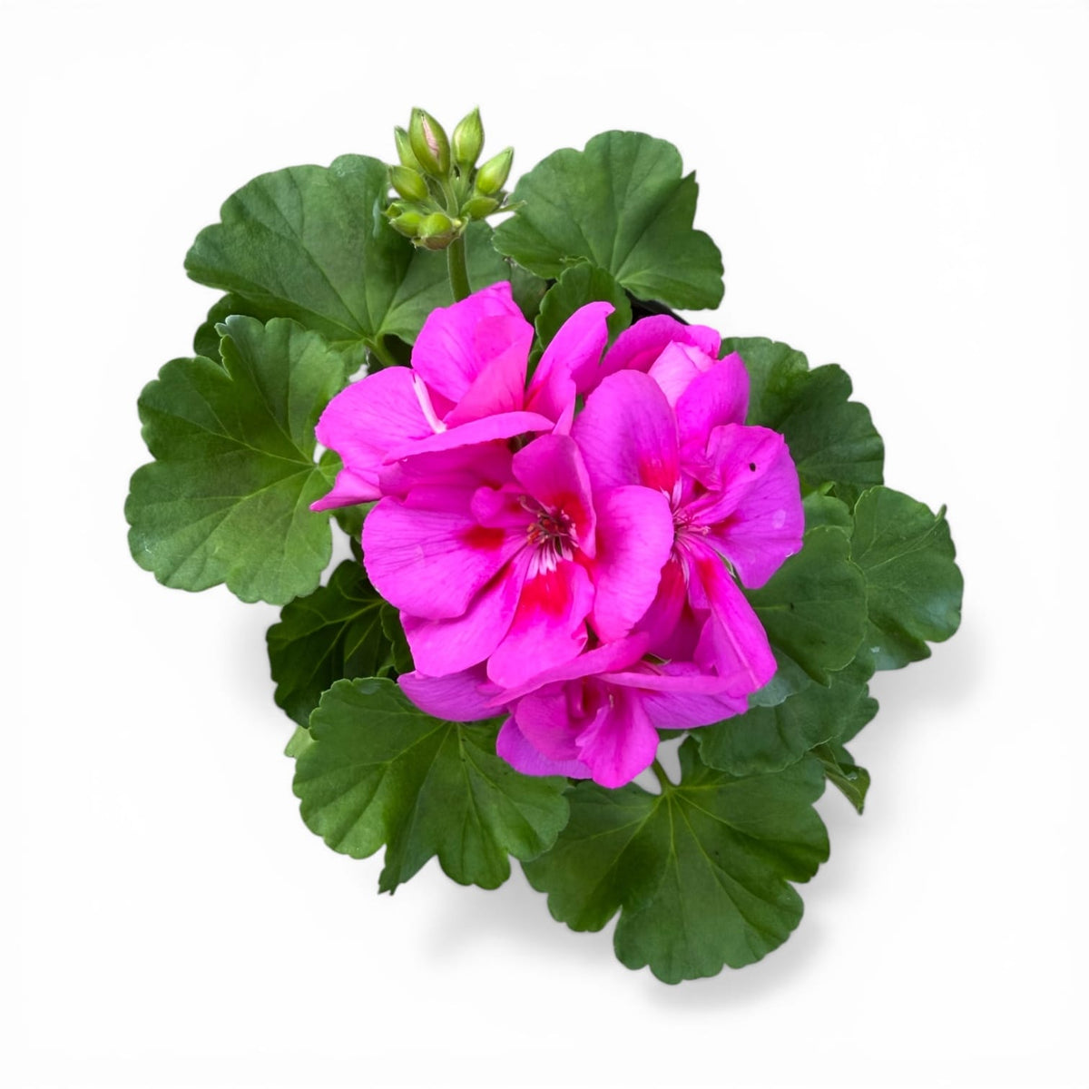 Ciklamno roza pokončna pelargonija