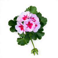 Svetlo roza pokončna pelargonija