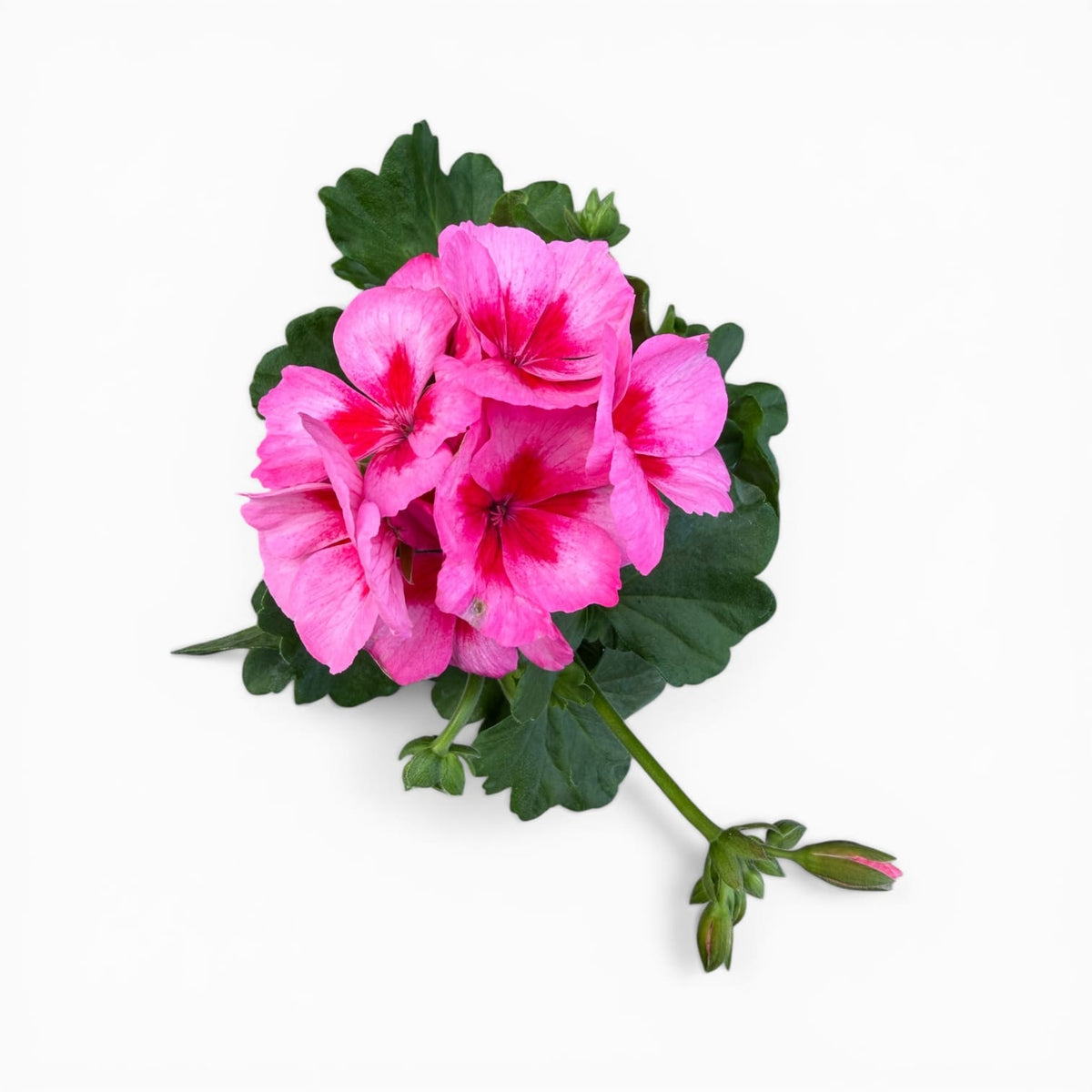 Roza pokončna pelargonija