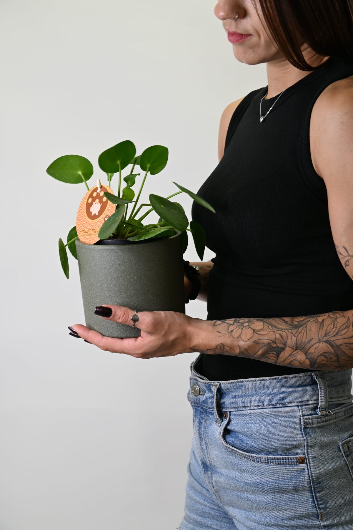 Pilea Peperomiodes v lončku