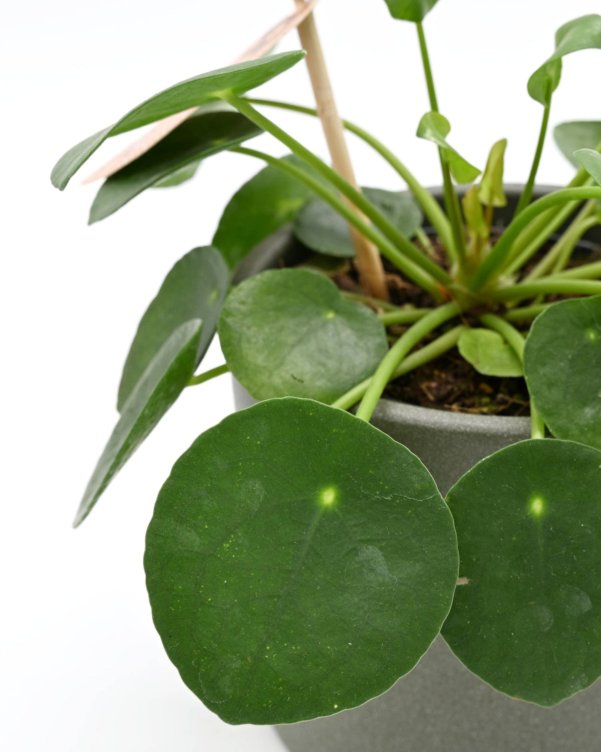 Pilea Peperomiodes listi