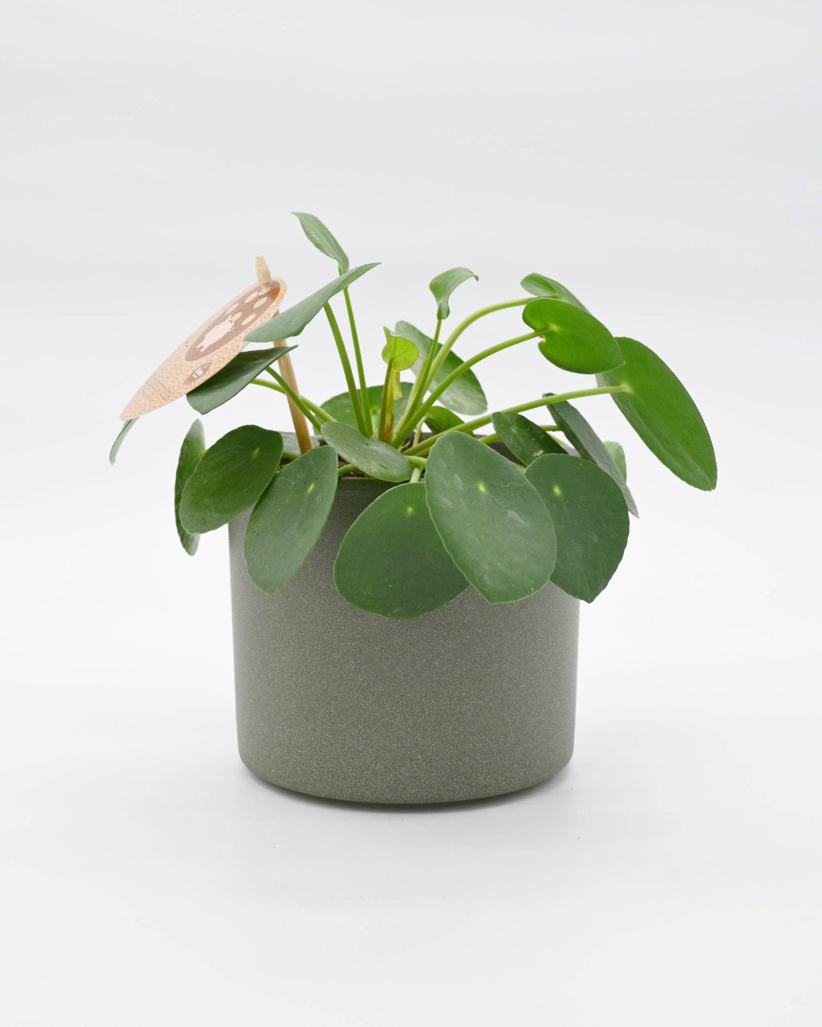 Pilea Peperomiodes v lončku