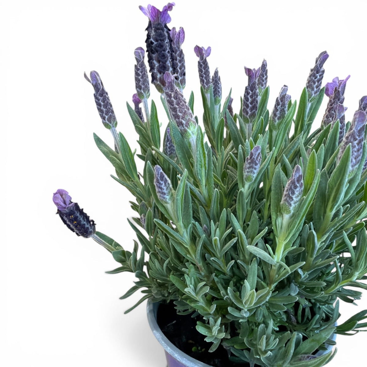 Čopasta sivka – Lavandula stoechas