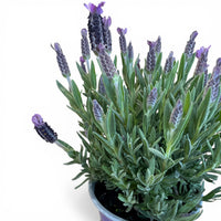 Čopasta sivka – Lavandula stoechas