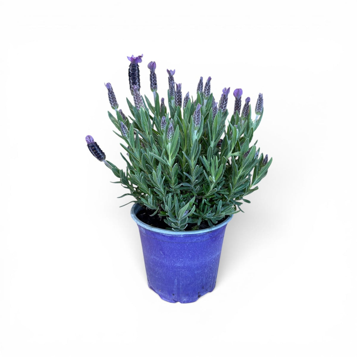 Čopasta sivka – Lavandula stoechas
