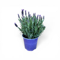 Čopasta sivka – Lavandula stoechas